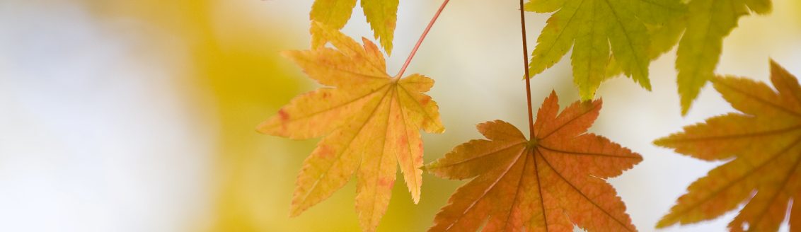 Blätter am Baum